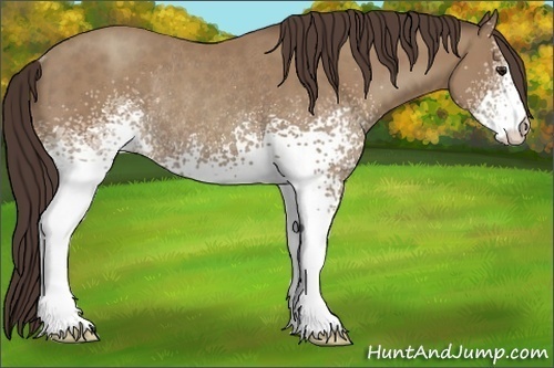 Horse Color:White Spotted Classic Champagne Rabicano 