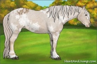 Horse Color:Palomino Ice Appaloosa 