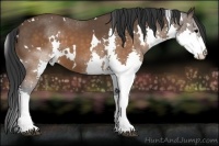 Horse Color:White Spotted Brown Splash