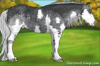 Horse Color:Silver Black Chinchilla Splash Rabicano 