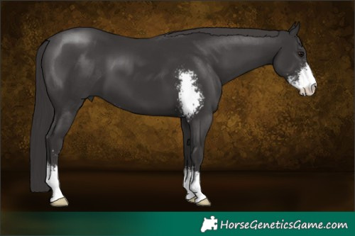 Horse Color:Smoky Black Sabino