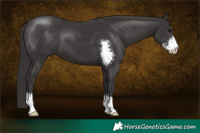 Horse Color:Smoky Black Sabino 