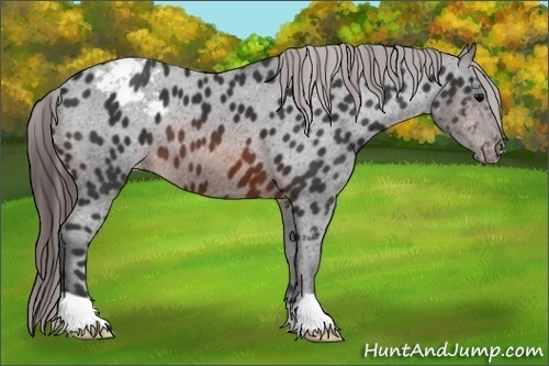 Horse Color:Brown Appaloosa 
