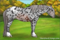 Horse Color:Brown Appaloosa 