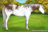 Horse Color:White Spotted Silver Bay Sabino