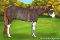 Horse Color:Liver Chestnut Sabino Rabicano 