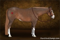 Horse Color:Liver Chestnut Sabino 