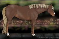 Horse Color:Liver Chestnut Sabino 