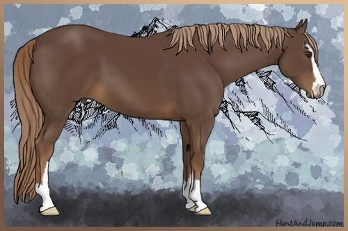 Horse Color:Liver Chestnut Sabino