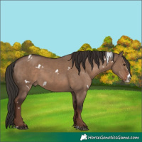Horse Color:White Spotted Liver Red Dun Sabino 