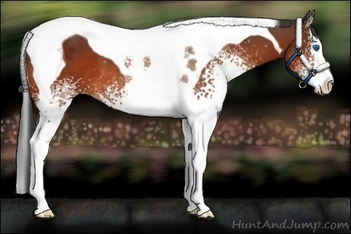 Horse Color:White Spotted Bay Splash Tobiano