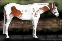 Horse Color:White Spotted Bay Splash Tobiano