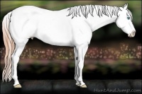 Horse Color:Buckskin Pearl Varnish