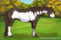 Horse Color:Liver Chestnut Frame 