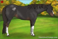 Horse Color:Liver Chestnut 