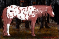 Horse Color:Watercolor Liver Chestnut Near Leopard