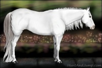 Horse Color:Liver Chestnut Appaloosa 