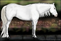 Horse Color:Red Dun Appaloosa Rabicano 