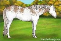 Horse Color:White Spotted Silver Bay Dun