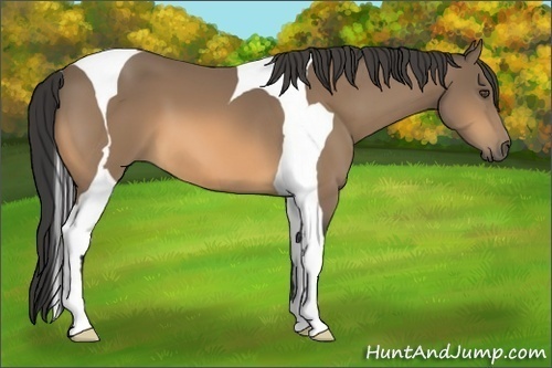 Horse Color:Buckskin Tobiano 