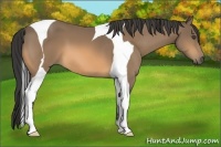 Horse Color:Buckskin Tobiano