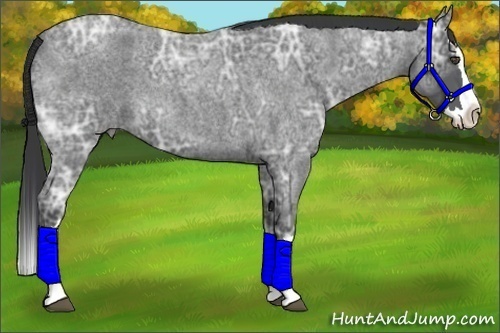 Horse Color:Blue Ice Roan Splash