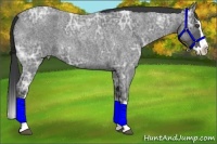 Horse Color:Blue Ice Roan Splash