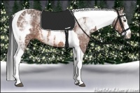 Horse Color:White Spotted Bay Ice Splash Tobiano Frame 