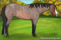 Horse Color:Bay Roan Splash