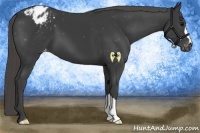 Horse Color:Smoky Black Appaloosa