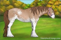 Horse Color:White Spotted Brown Pearl Sabino