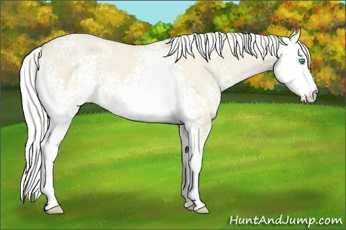 Horse Color:White Spotted Silver Smoky Creme Dun