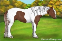 Horse Color:Chestnut Tobiano