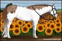 Horse Color:Chestnut Ice Splash Rabicano 
