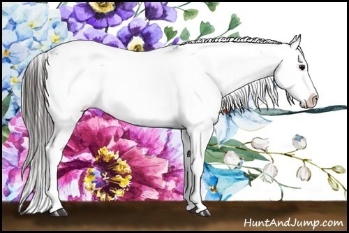 Horse Color:Black Sabino Splash Appaloosa 