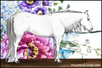 Horse Color:Black Sabino Splash Appaloosa 