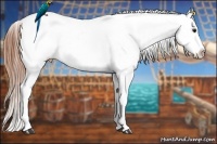 Horse Color:Grullo Sabino Appaloosa Rabicano