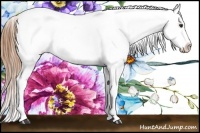 Horse Color:White Spotted Chestnut Sabino Appaloosa