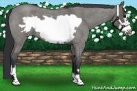 Horse Color:Grullo Roan Frame