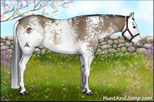 Horse Color:White Spotted Brown Dun Splash Rabicano 