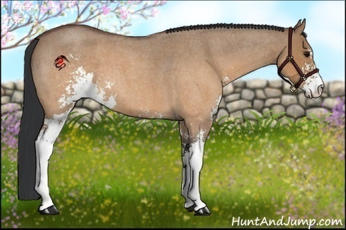 Horse Color:Brown Roan Dun Sabino 