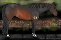 Horse Color:Brown Rabicano