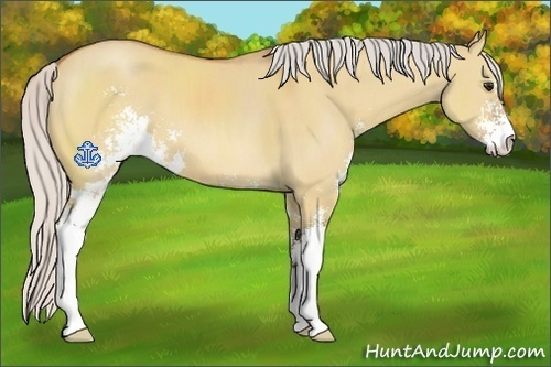 Horse Color:Silver Bay Dun Sabino 