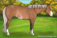 Horse Color:Silver Bay Sabino Rabicano 