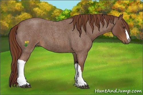 Horse Color:Red Roan