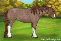 Horse Color:Red Roan