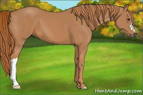 Horse Color:Chestnut 