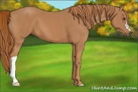 Horse Color:Chestnut 