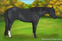 Horse Color:Black Sabino Tobiano