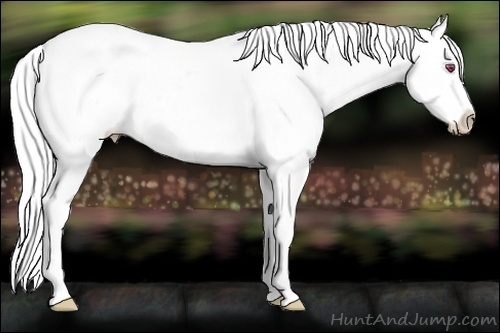 Horse Color:Silver Brown Chinchilla Snowflake Varnish 